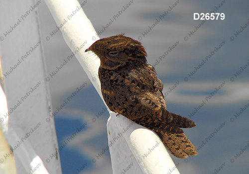 Chuck-will's-widow (Caprimulgus carolinensis)
